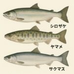 北海道　斜里町とサクラマス