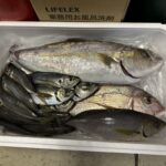 神奈川県三代目平塚定置 日海丸様から鮮魚を頂きました